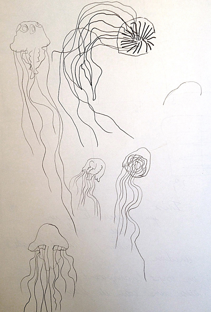 Jellyfish sketches by Kitty Crowther