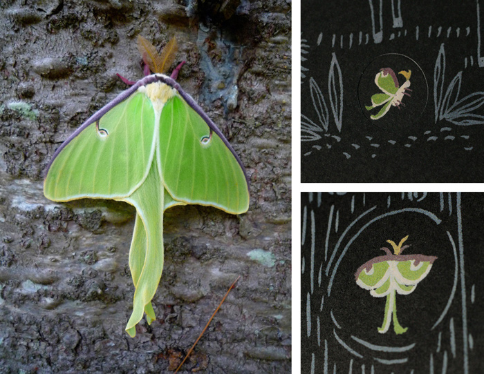 Luna moth and illustrations from 'Flashlight' by Lizi Boyd