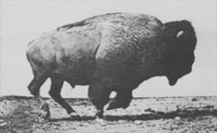 American bison (1887) – set to motion using photos by Eadweard Muybridge